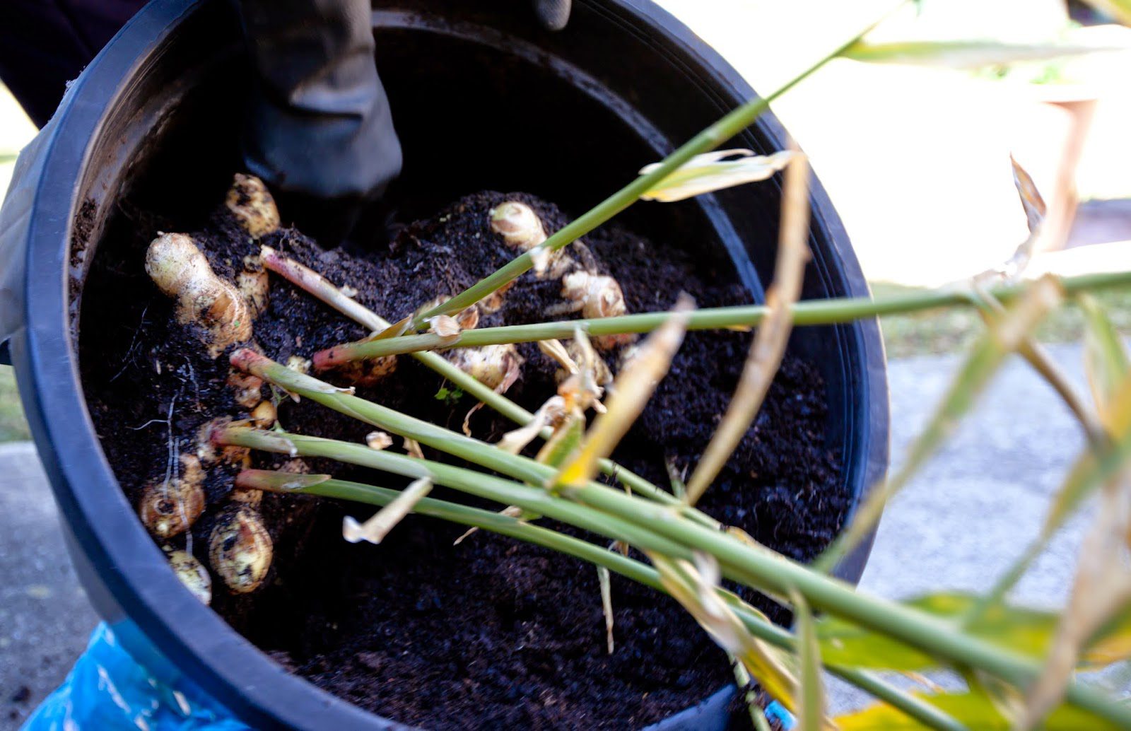 Grow your own ginger in a pot
